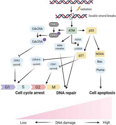 Role of Non-coding RNAs on the Radiotherapy Sensitivity and Resistance of Head and Neck Cancer: From Basic Research to Clinical Application